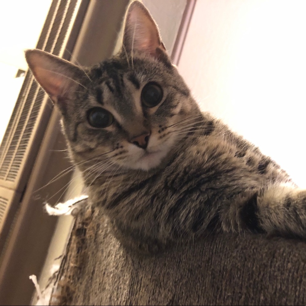 Meet your Posher, Emily